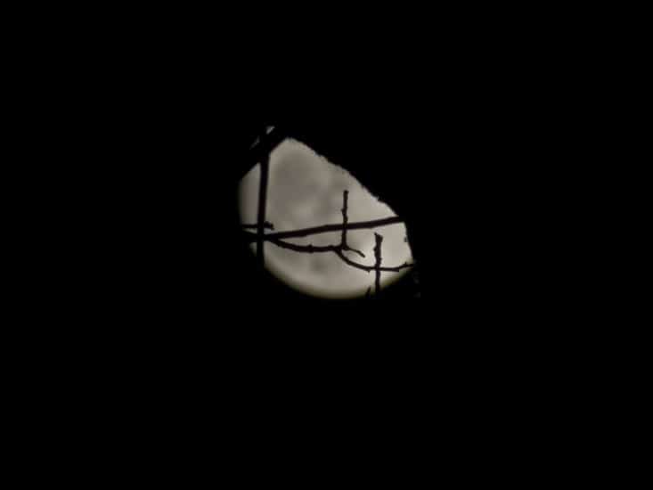 Supermoon and tree branches
